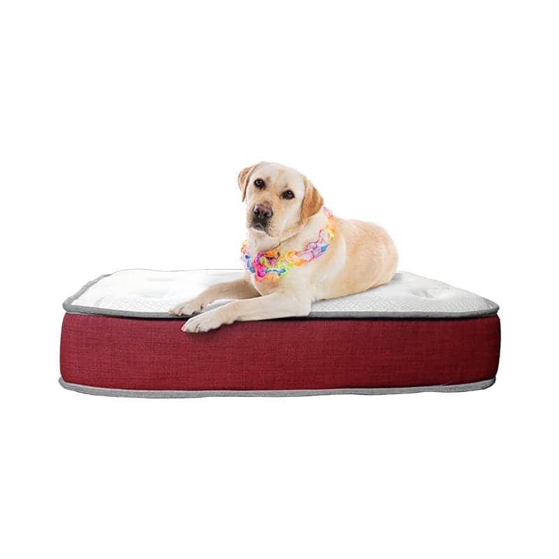 Pet Beds for Your Furry Friend's Comfort New Zealand Bed Company NEW ZEALAND BED COMPANY